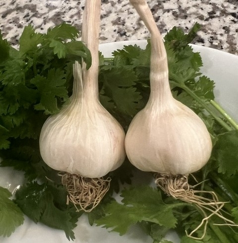 ShowOffGarlic26.jpg