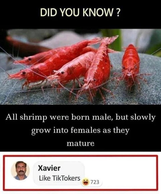 Shrimp.jpg