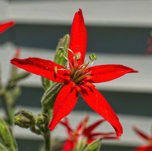 Silene-regia-II-120.jpg