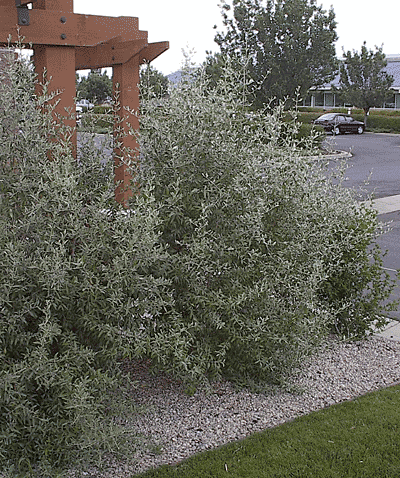 Silver-Buffaloberry-Shepherdia-argentea.gif