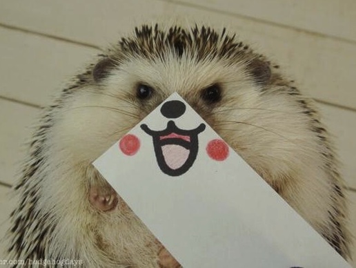 SmilingHedgehog.jpg