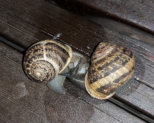 Snails1.jpg