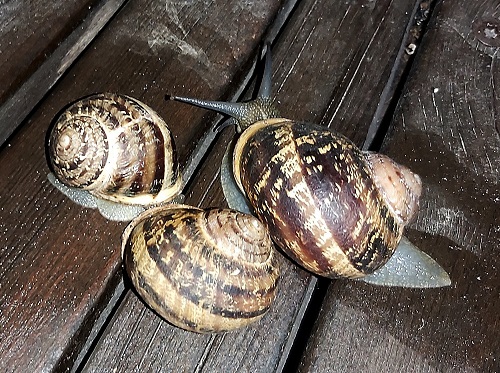 Snails2.jpg