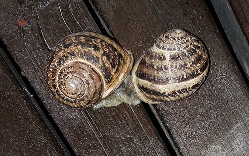 Snails3.jpg