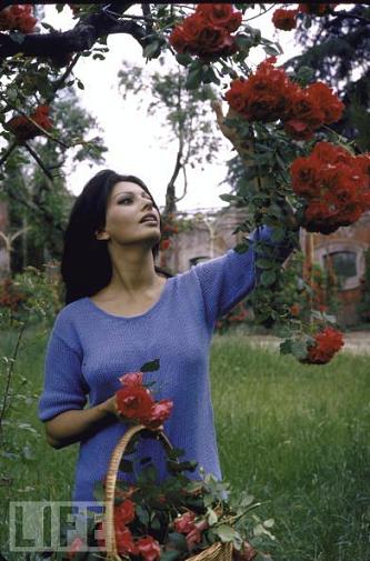 Sophia_loren_1964.jpg