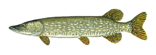 Species_northernpike1.jpg