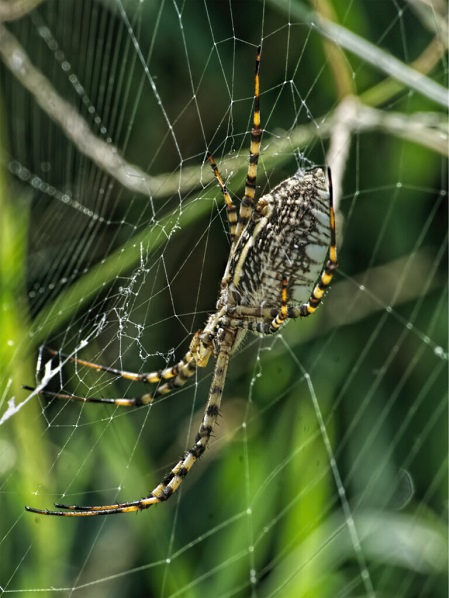 Spider-1-768x10.jpg