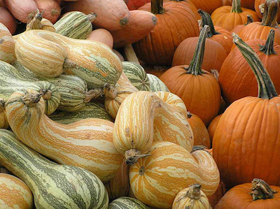 SquashPumpkins.jpg