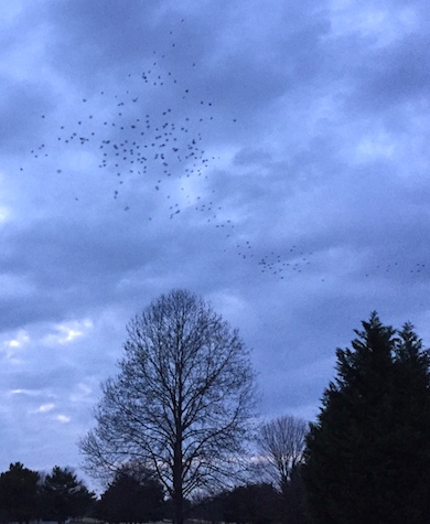 Starlings1.jpg