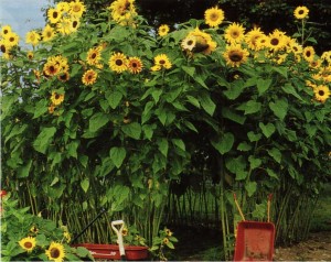 SunflowerHouse-300x238.jpg