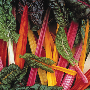 Swiss-Chard-Bright-Lights.jpg