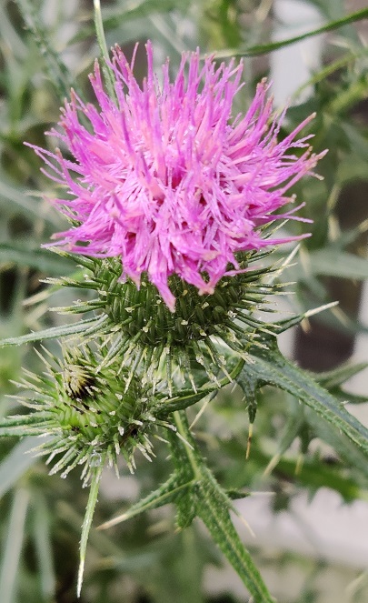 Thistle.jpg