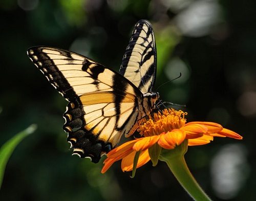 Tiger-swallowtail-dc.jpg