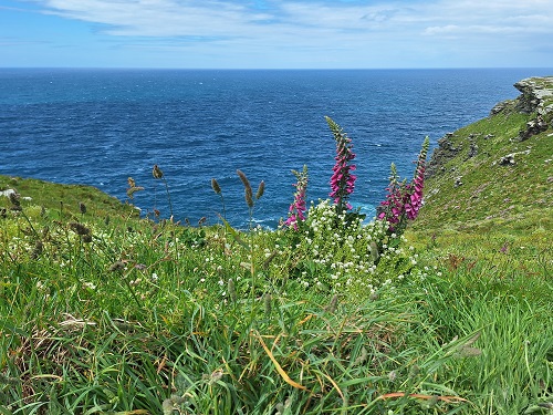 Tintagel_foxglove.jpg