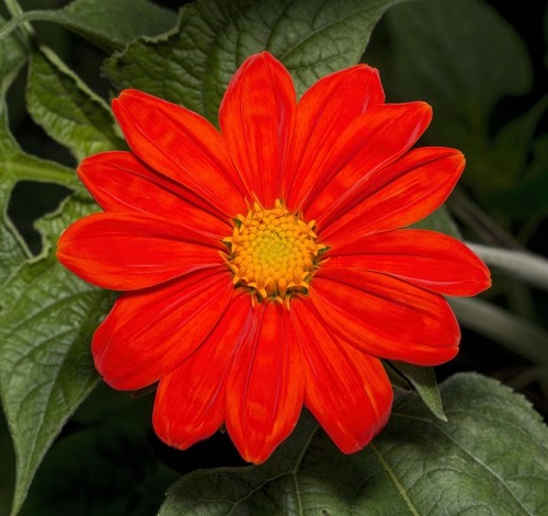 Tithonia-2-640x604.jpg