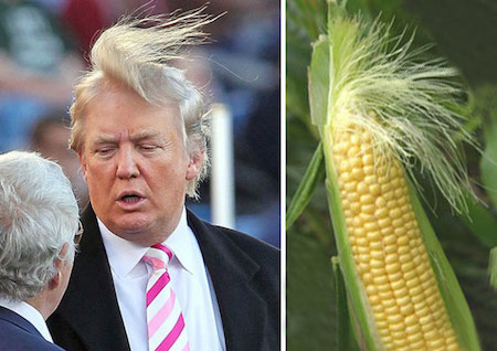 TrumpCorn.jpg