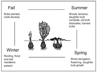 TulipLifeCycle.jpg