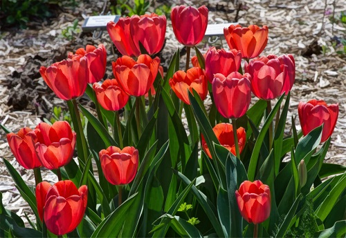 Tulips-3-vv.jpg