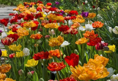 Tulips-3ooo.jpg