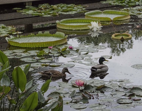 Victoria-amazonica-ducks.jpg