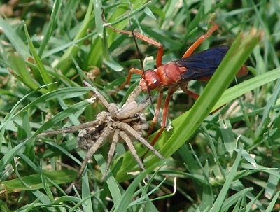 Wasp-Spider_Hunting.jpg