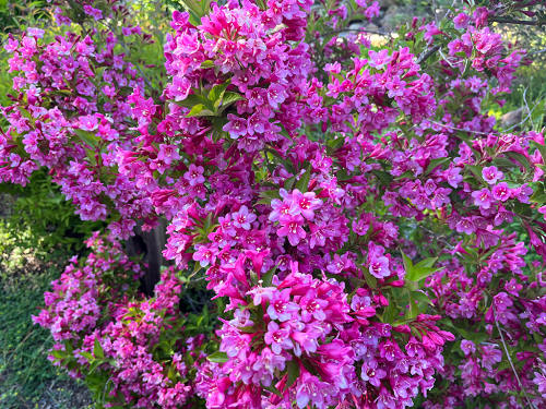 Weigela.png