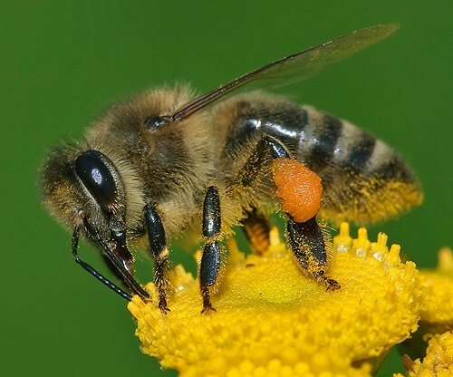 WesternHoneyBee.jpg