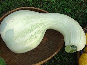 White-Cushaw-squash-web.jpg