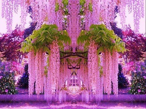 Wisteria-Japan.jpg