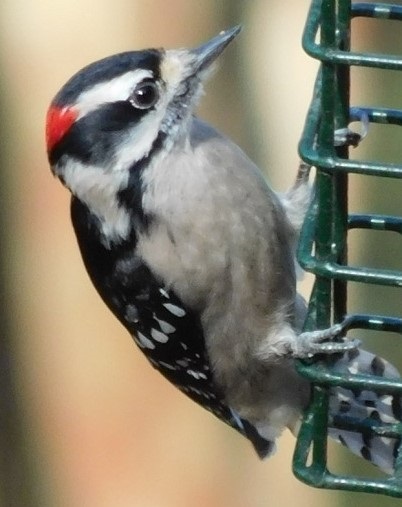 Woodpecker3bb.jpeg