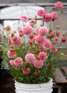 _florists_pink_02.jpg