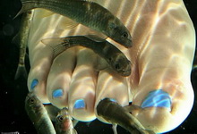 a97153_g103_1-fish-pedicure.jpg