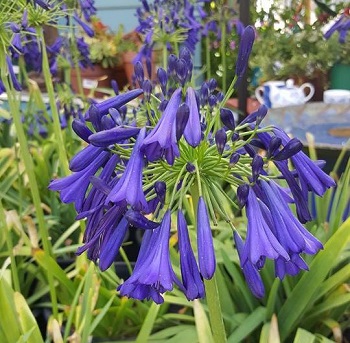 agapanthus-pur.jpg