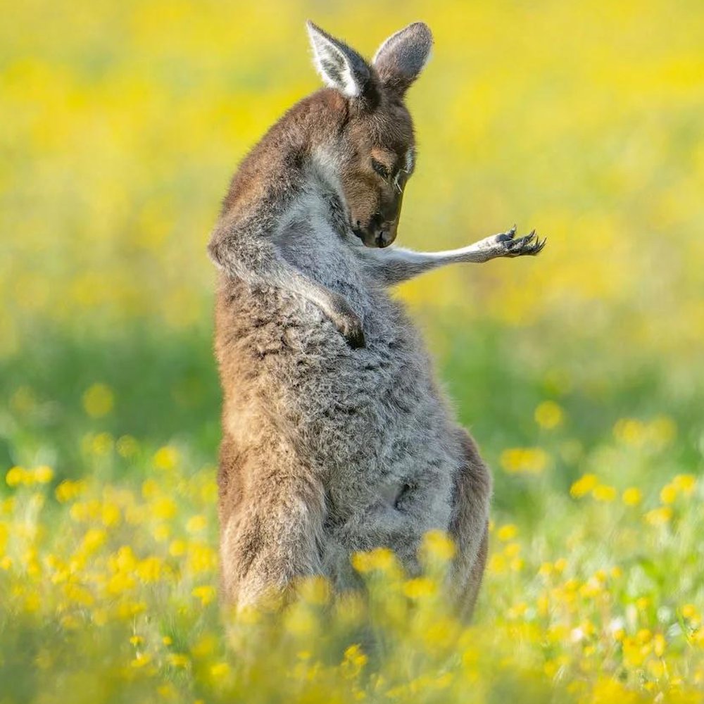 airguitarkangaroo.jpg