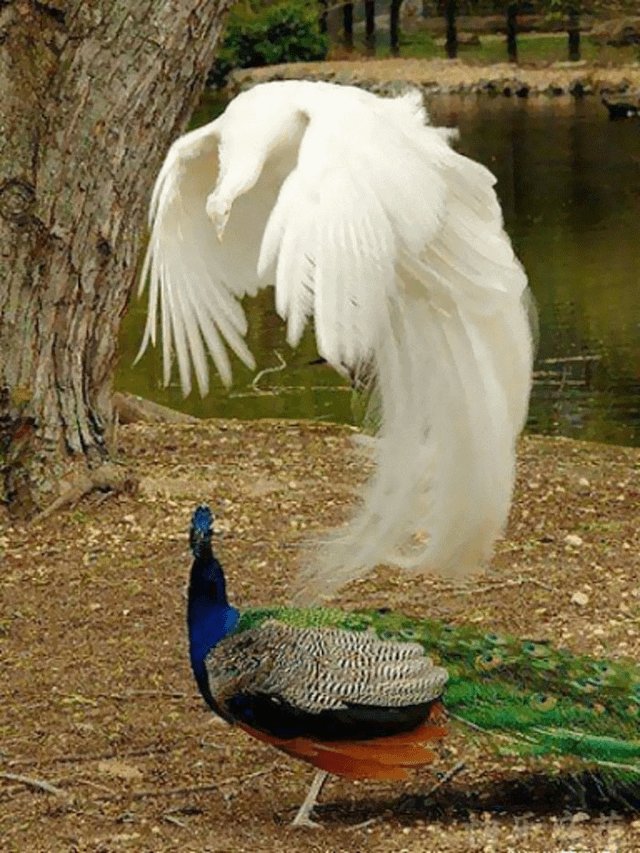 albinopeacockspirit.jpg