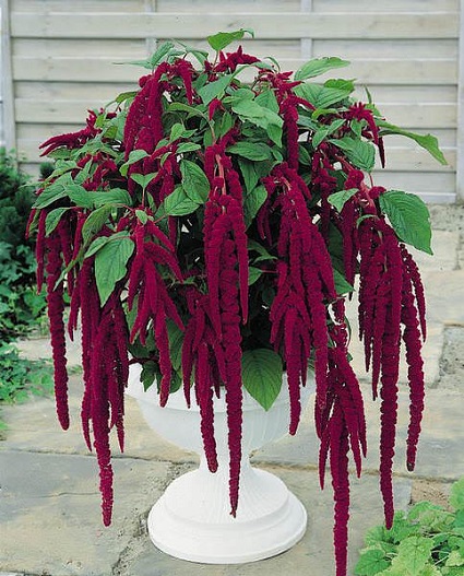 amaranthus-love-lies-bleeding.jpeg