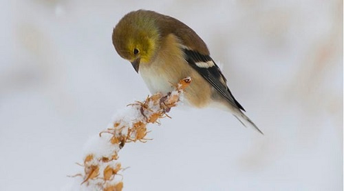 american-goldfinch-seeds-re.jpg