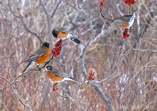 american-robin-sumac-c2a9kim-smith-20141.jpg