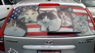 americats-500x281.jpg.png