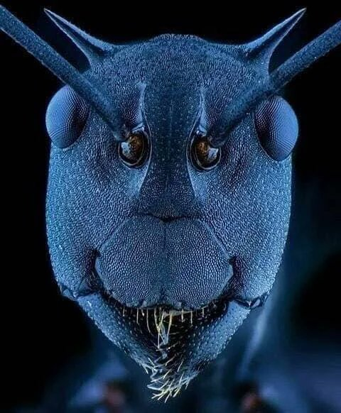 antface.png