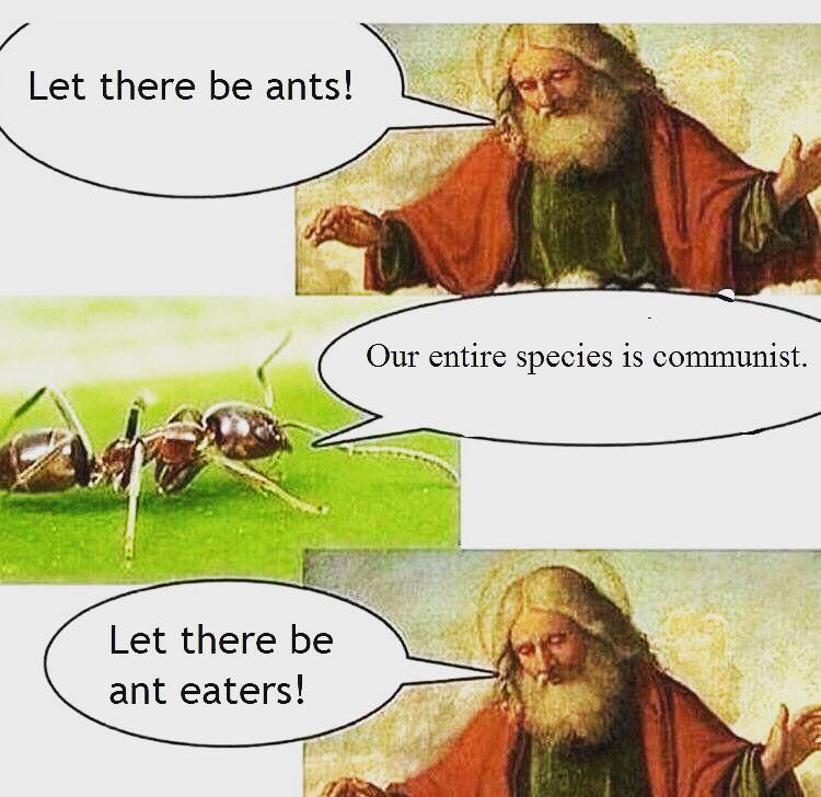 ants.jpg