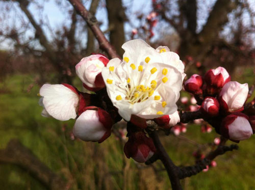 apricot-bloom.jpg