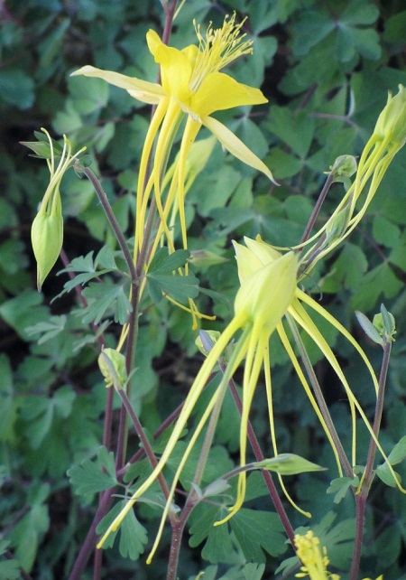 aquilegia2.JPG