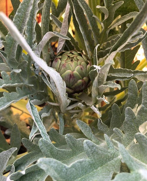 artichokeea.jpg