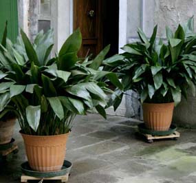 aspidistra-elatior-entryway-809.jpg