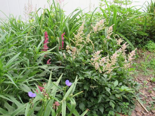 astilbe.JPG