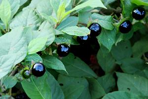 atropa_belladonna_170906_1.jpg