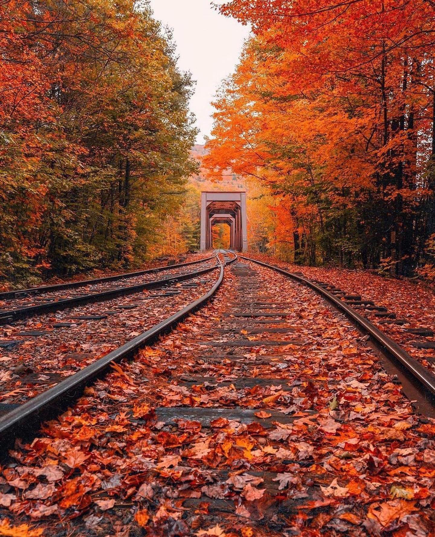 autumntraintracks.jpg