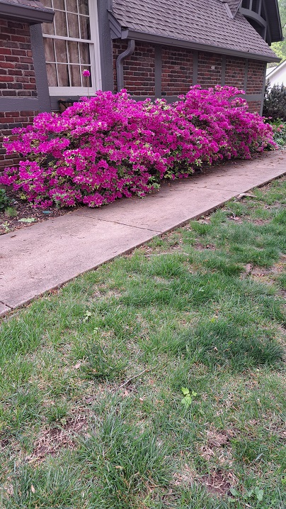 azaleas.jpg
