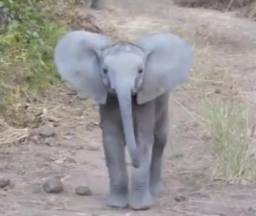 babyelephant.jpeg